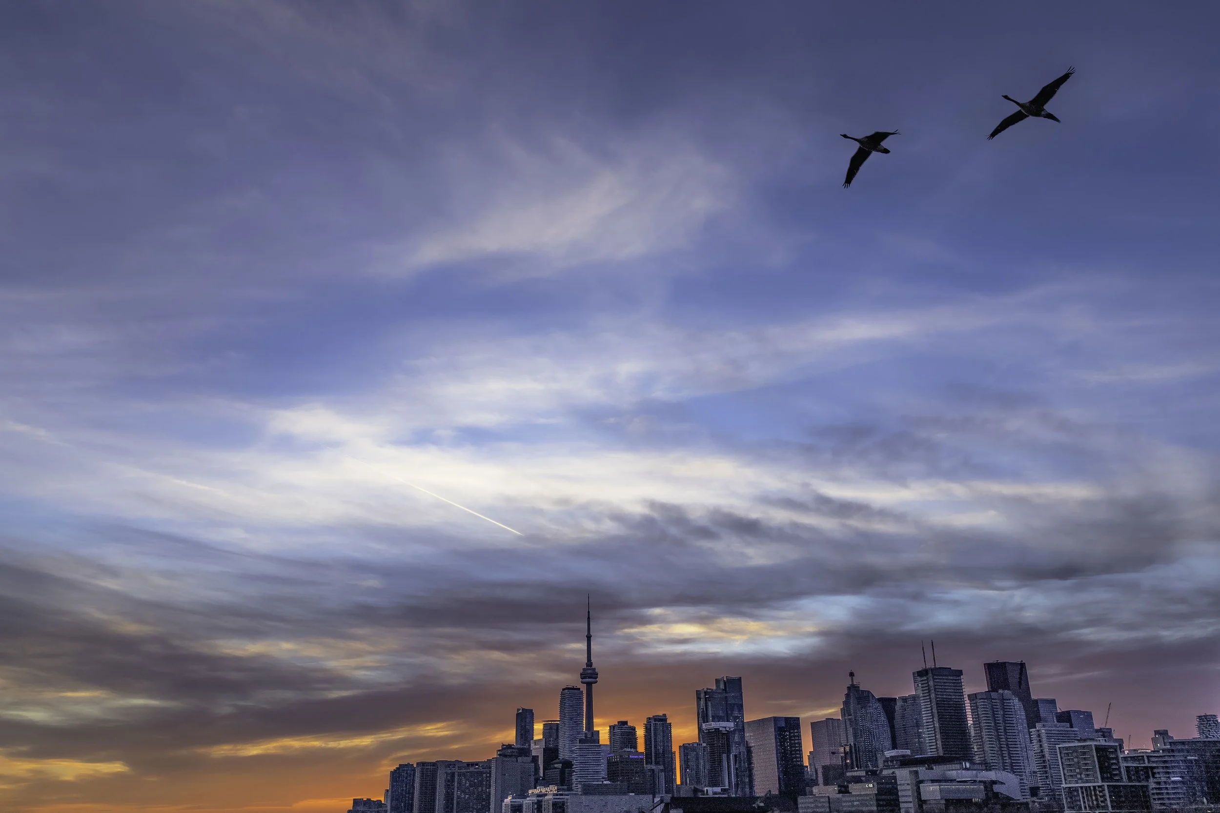 IMG_7062 - Canada Geese and Skyline.jpg