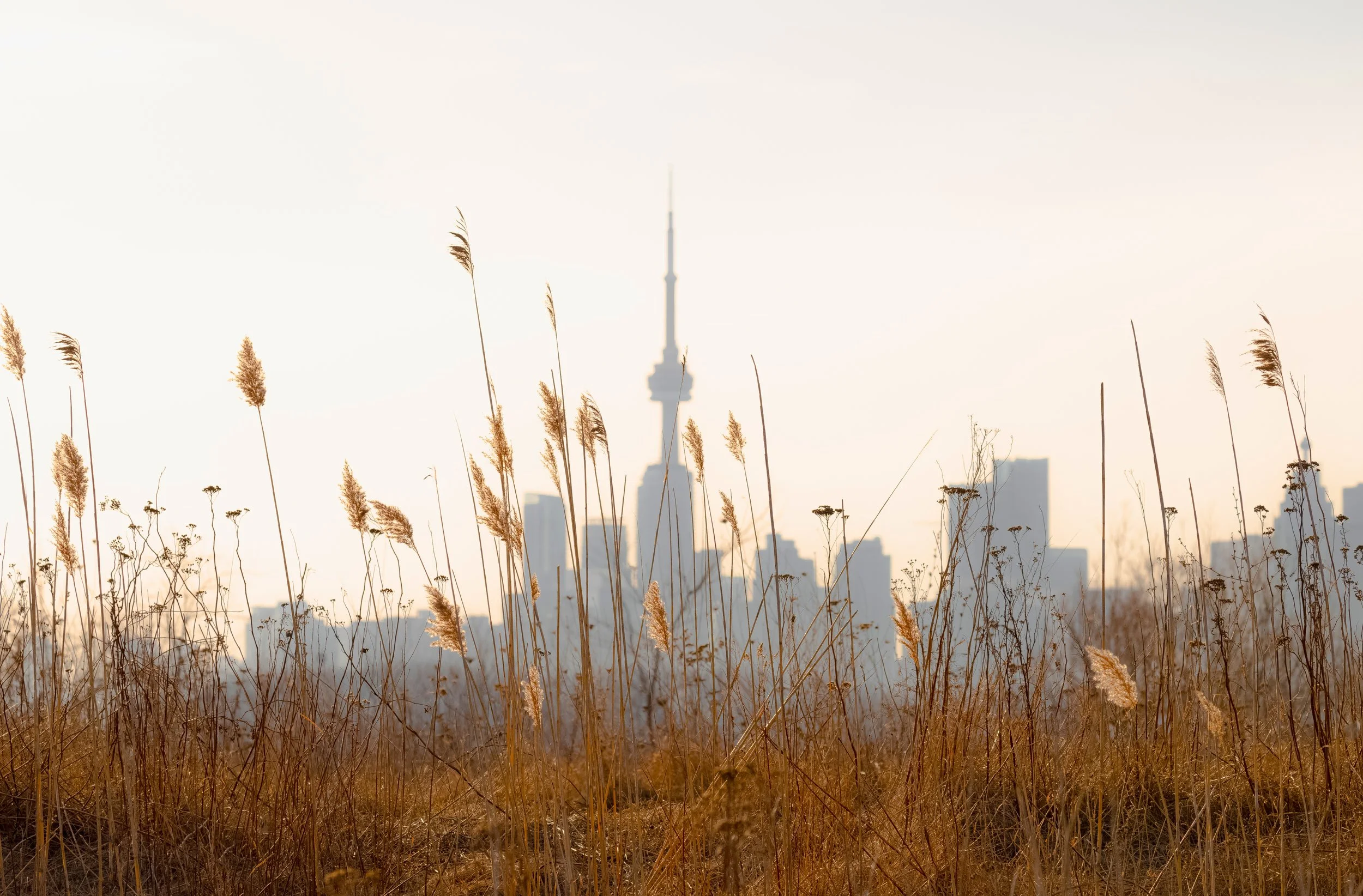 IMG_6647- Skyline with wheat.jpg