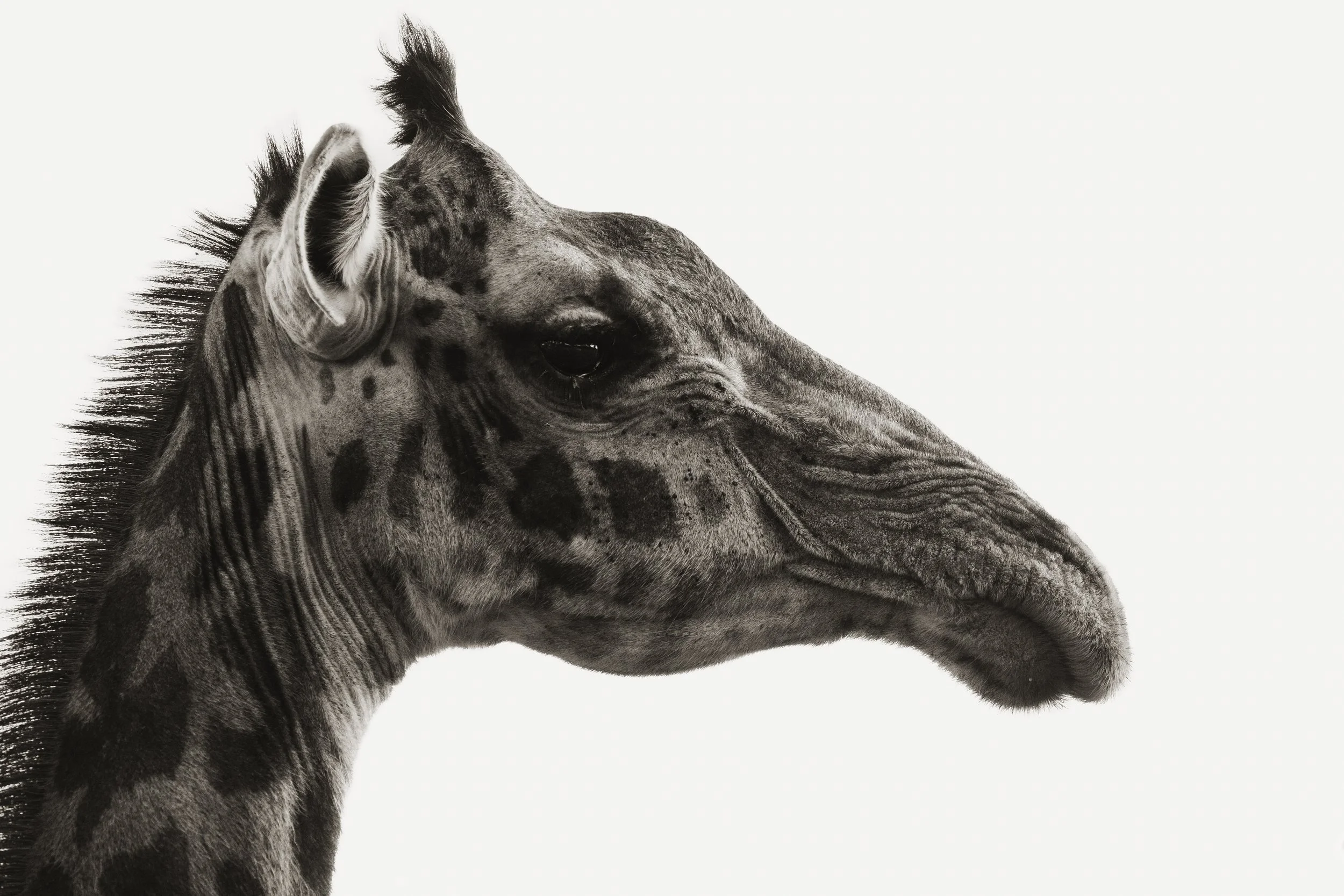 IMG_6174 - Old Wise Giraffe.jpg