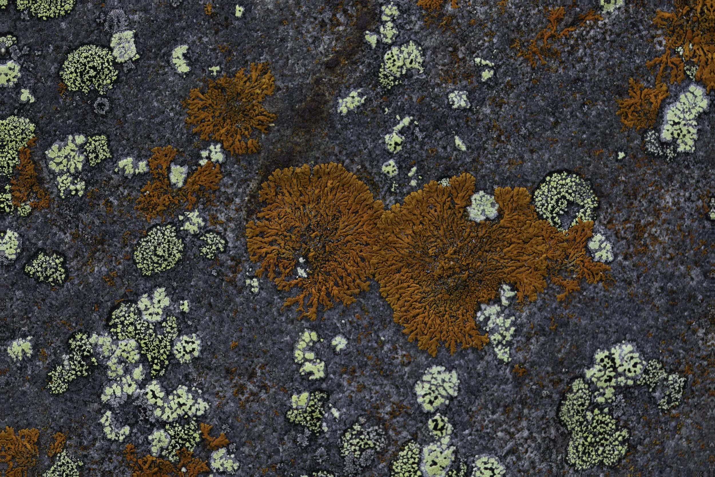 IMG_0747 - Orange lichen.jpg