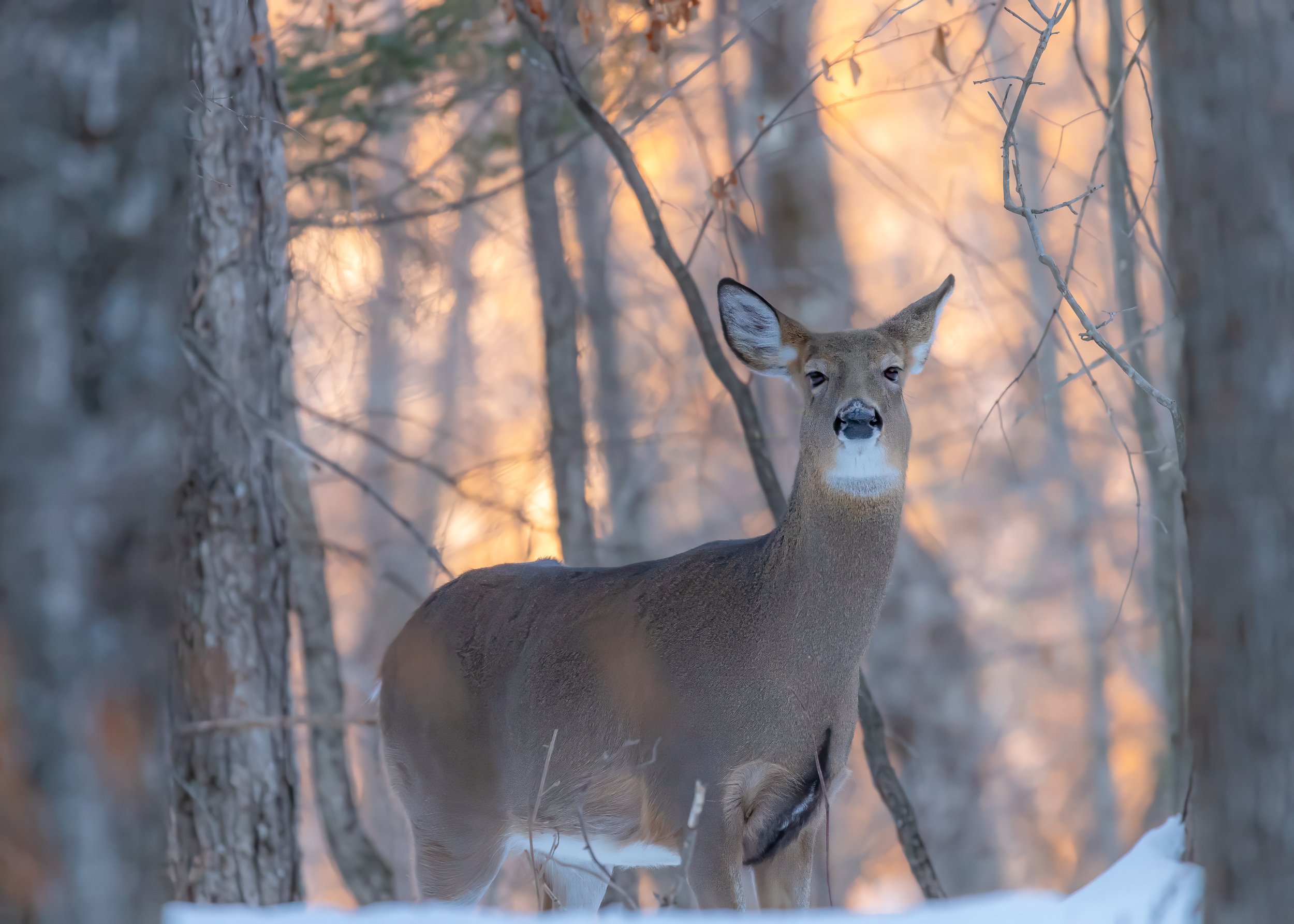 IMG_9407- Deer Golden Hour.jpg