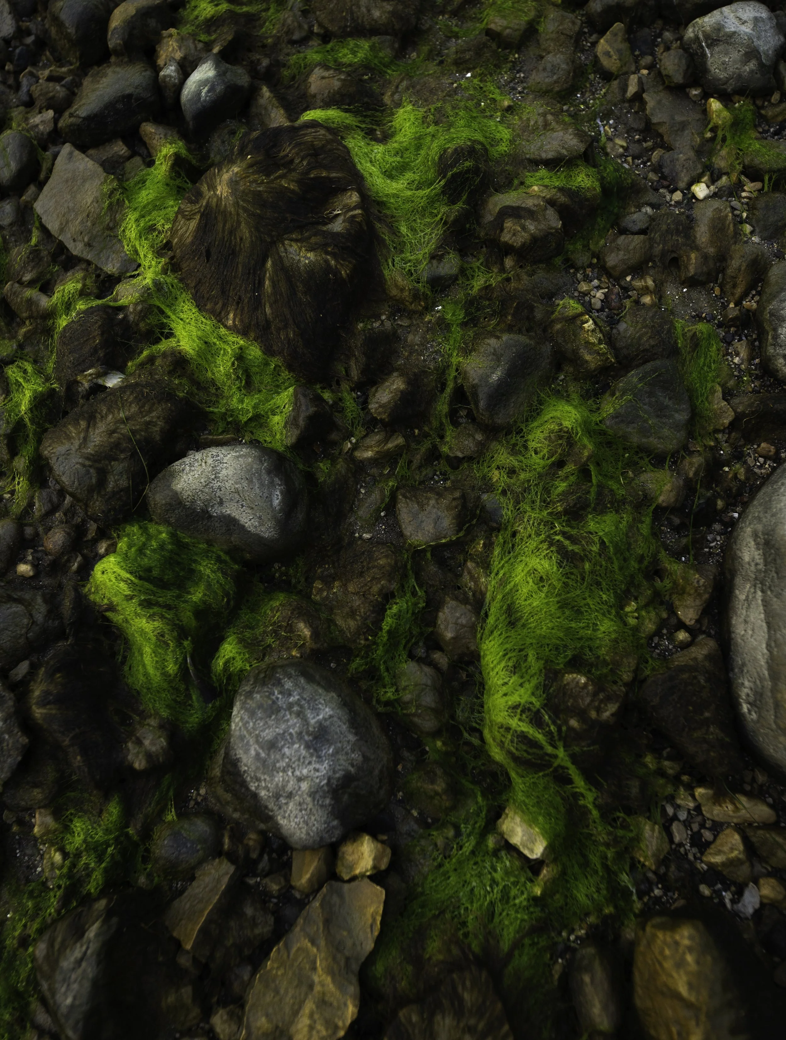 IMG_8686 - Sea grass.jpg