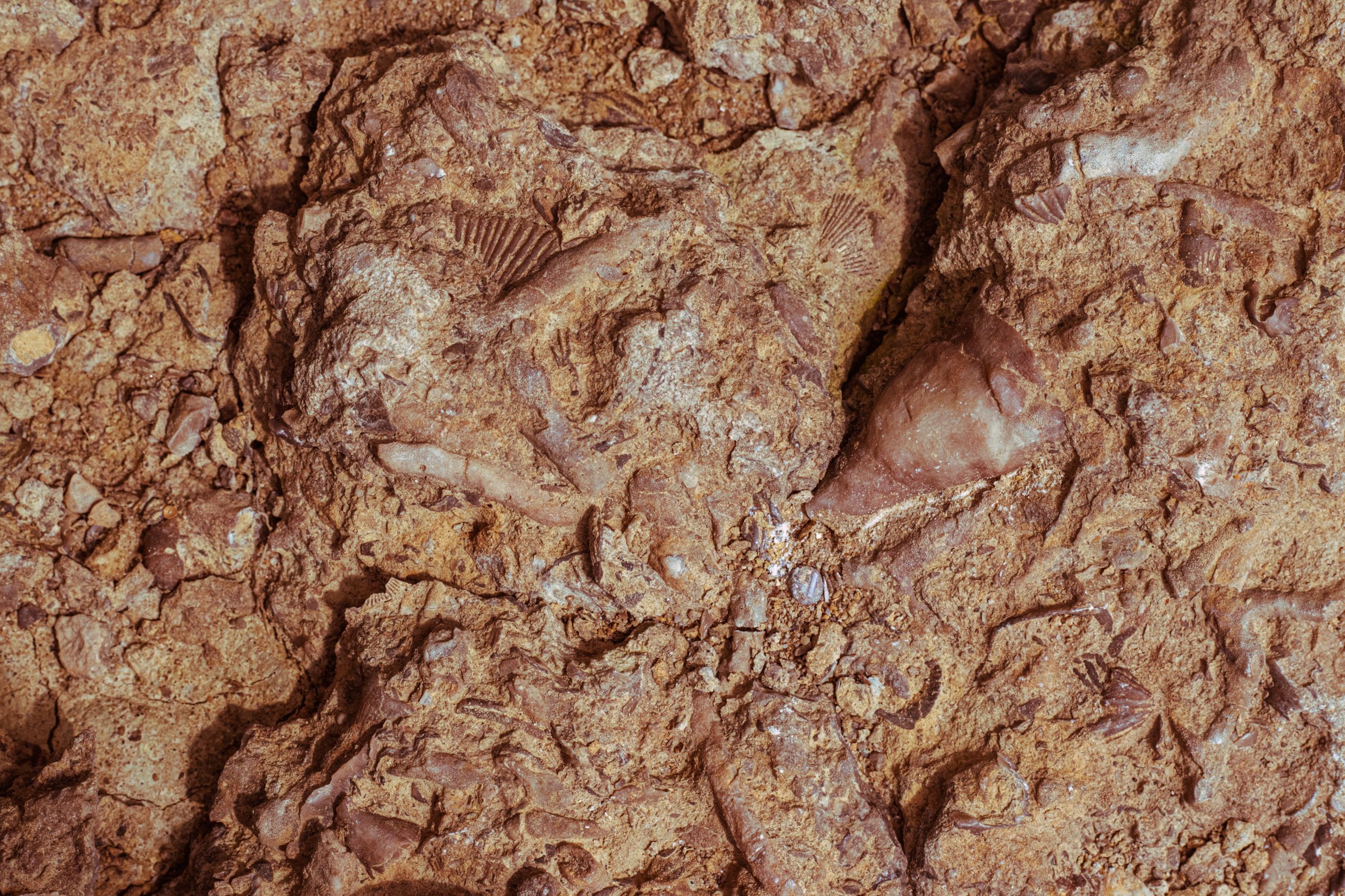 amyjsmith_fossils_indiana-9.jpg
