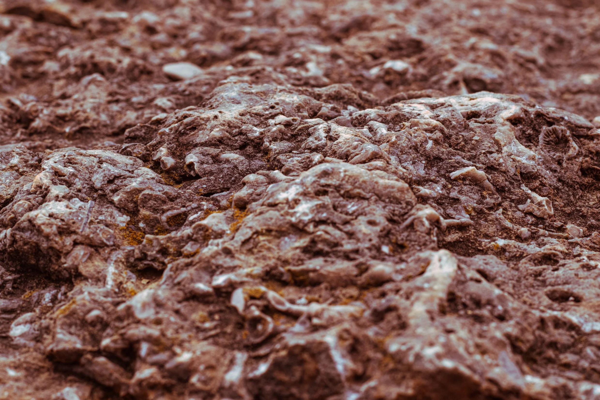 amyjsmith_fossils_indiana-22.jpg