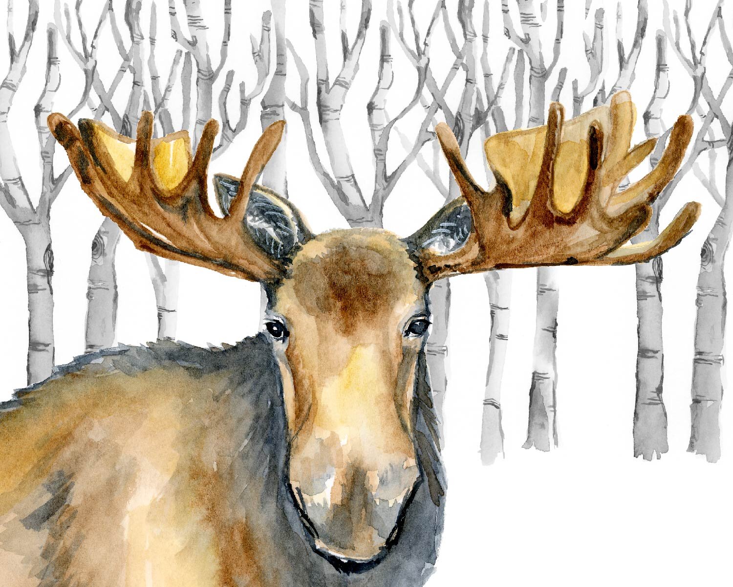 Illustration Moose, water color painting