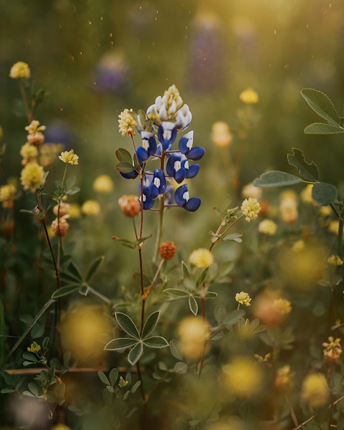 The little yellow flowers looked like tiny balls dancing in between the bluebonnets. I just love finding these little worlds that you can only see if you stop and take a closer look 🥹

👉 &ldquo;How to Photograph Wildflowers: Six tips to level up yo