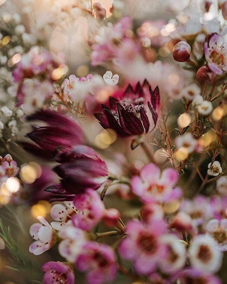 One of my favorite posts from a year ago. I haven't seen these beautiful flowers yet this year, might make a run to look for them. 

Some of my seedlings are starting to sprout, it's so exciting to see the tiny green leaves 🥹🌱 

👉 Flower Photograp