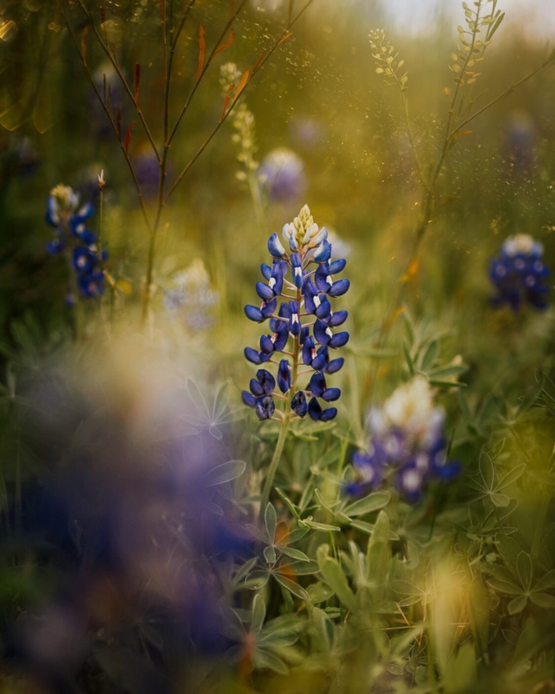 I&rsquo;m still in my Wildflower phase and I guess I&rsquo;ll be for a bit longer. Tomorrow I&rsquo;m heading out in search of wildflower fields, I&rsquo;m hoping to find a good variety! 

&ldquo;The most important thing people did for me was to expo