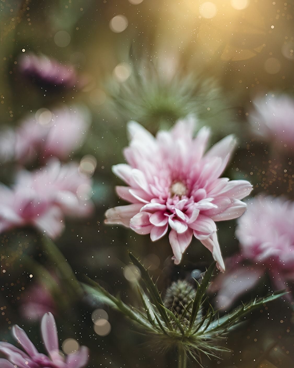 Kind of a moodier feel but I like it 😊

👉 Common question about my flower photography workshop: Do I need the same lens as you? Definitely not, I have used a variety of lenses through the years, bring whatever you have!

✨ This one has four overlay