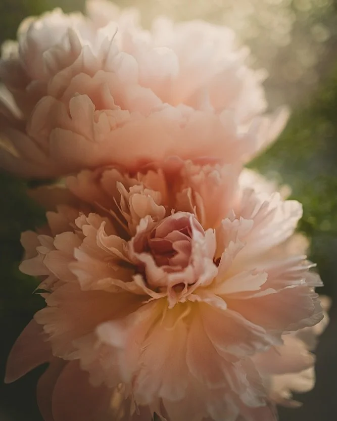 Happy Sunday friends 🌸🌿
.
.
.
@canonusa 
#flora_addict #flowerstagram #flower_igers #tv_allnature #peony #peonies 
Flower Photography | Nature | Macro | Pink flowers | Flower Garden | Botanical Photography | Bokeh | Spring