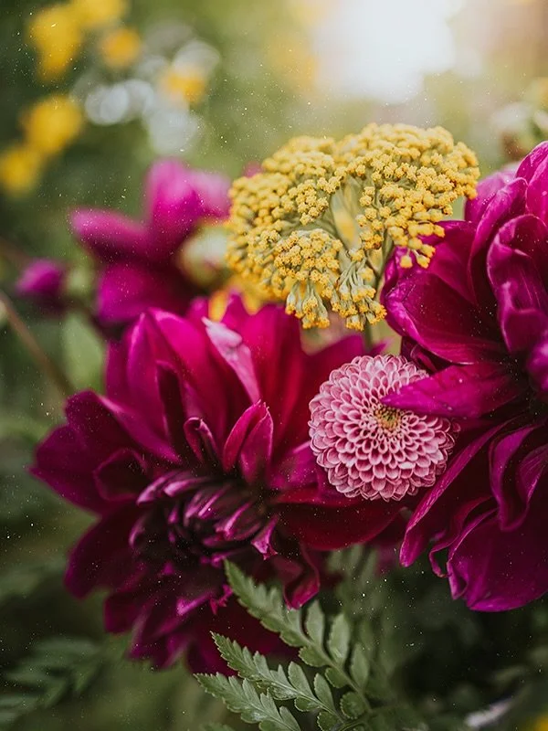 Couldn&rsquo;t resist these beautiful Dahlias, they have such an intense color 🩷

I&rsquo;m back home recharged after an amazing time in Mexico with lots of family and friends. Already missing everyone!

👉 I&rsquo;m working in something new: A shor