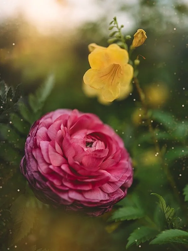 The light last night was so perfect and I was lucky to have some beautiful flowers on hand. 

Happy Monday friends 🌸🌿
.
.
.
#flora_addict #flowerstagram #flower_igers #tv_allnature 
Flower Photography | Nature | Macro | Pink flowers | Flower Garden