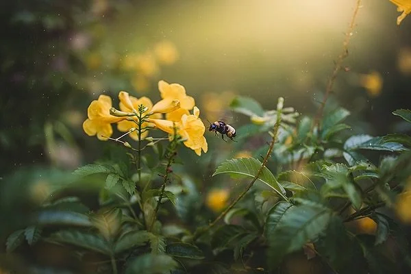 A different take from me. I planted a few pollinator-friendly native plants and despite the summer heat these Esperanza flowers are thriving and pollinators are loving them. I was finally able to capture this bumblebee having a nice treat and it made