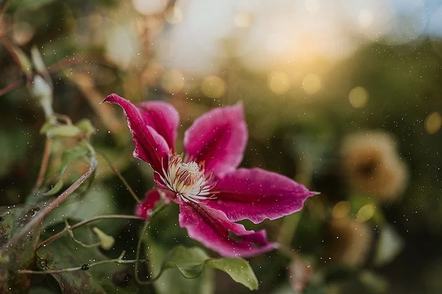 I&rsquo;ve been enjoying the challenge of shooting in someone else&rsquo;s garden with different light conditions, different subjects and little control over the elements but still me. 

I&rsquo;m using this exercise as a tool for the new course I&rs