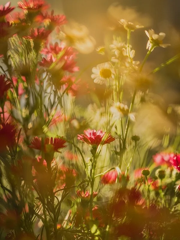 This spot get such great afternoon light that it makes everything look like a painting.

&ldquo;It all depends on what your character is at the end of the day.&rdquo; -Wondagurl

📸

Our community of @clickprophotographers have come together to ampli