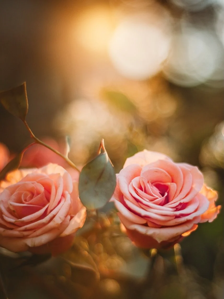 We will continue to strive for a world in which all women and girls are able to blossom and bloom in a safe environment 🌸

All day everyday! 💪 

#internationalwomensday