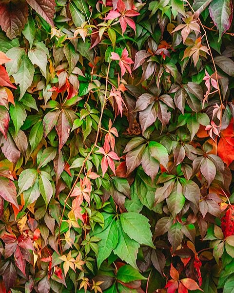 Not my usual flowers but I couldn&rsquo;t resist these gorgeous fall colors and watch them change a little more every day 🌿🍁🍂

I&rsquo;m back from my Cotswolds solo trip and it was so much more than I could imagine. Thank you so much for following