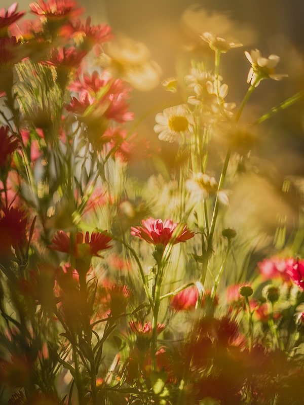 This spot get such great afternoon light that it makes everything look like a painting.

&ldquo;It all depends on what your character is at the end of the day.&rdquo; -Wondagurl

📸

Our community of @clickprophotographers have come together to ampli