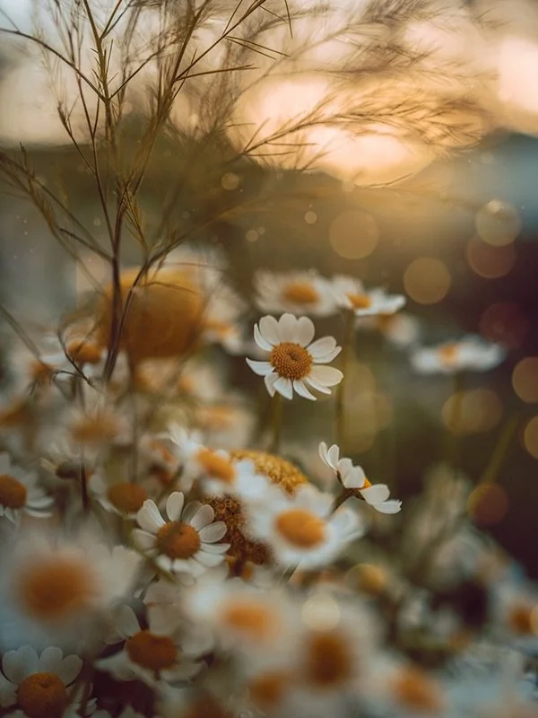This warm light ✨

Happy Tuesday everyone!

Edited with: Magic of Flower Photography Presets + bokeh overlays ✨ 

🔗Link in bio

#flora_addict #flowerstagram #flower_igers #tv_allnature 
Flower Photography | Nature | Macro | white flowers | Flower Ga