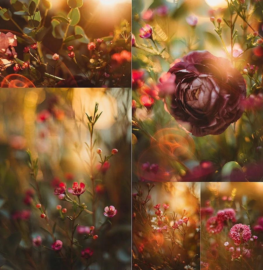 There is no Planet B 🌎
No other place where we can walk,
No other place where flowers can grow,
No other place where wildlife can exist. 

Happy Earth Day 🌿🐝🌼

#earthday2026 
#flora_addict #flowerstagram #flower_igers #tv_allnature 
Flower Photog