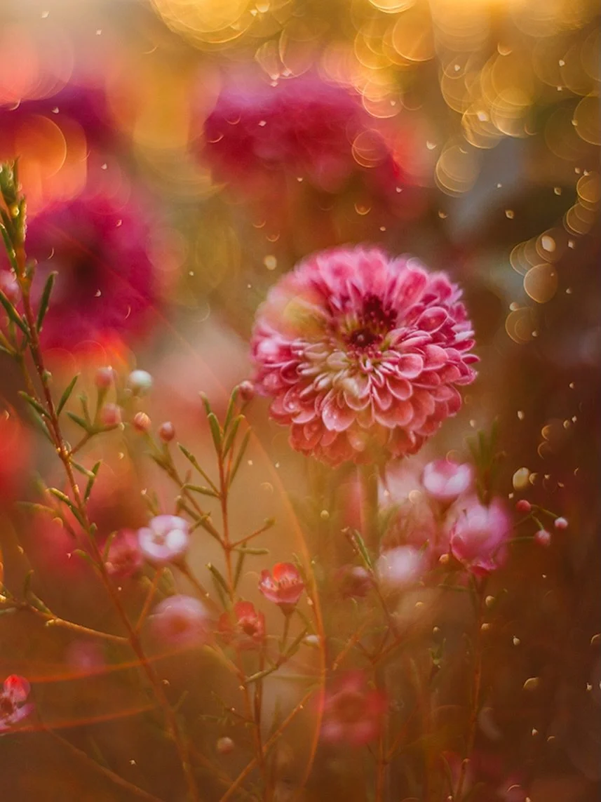 One more day before we move, last full day and one last sleep in this home, I&rsquo;m already missing it 🏠💕

Happy Thursday friends 🌸

#flora_addict #flowerstagram #flower_igers #tv_allnature 
Flower Photography | Nature | Macro | Pink flowers | F