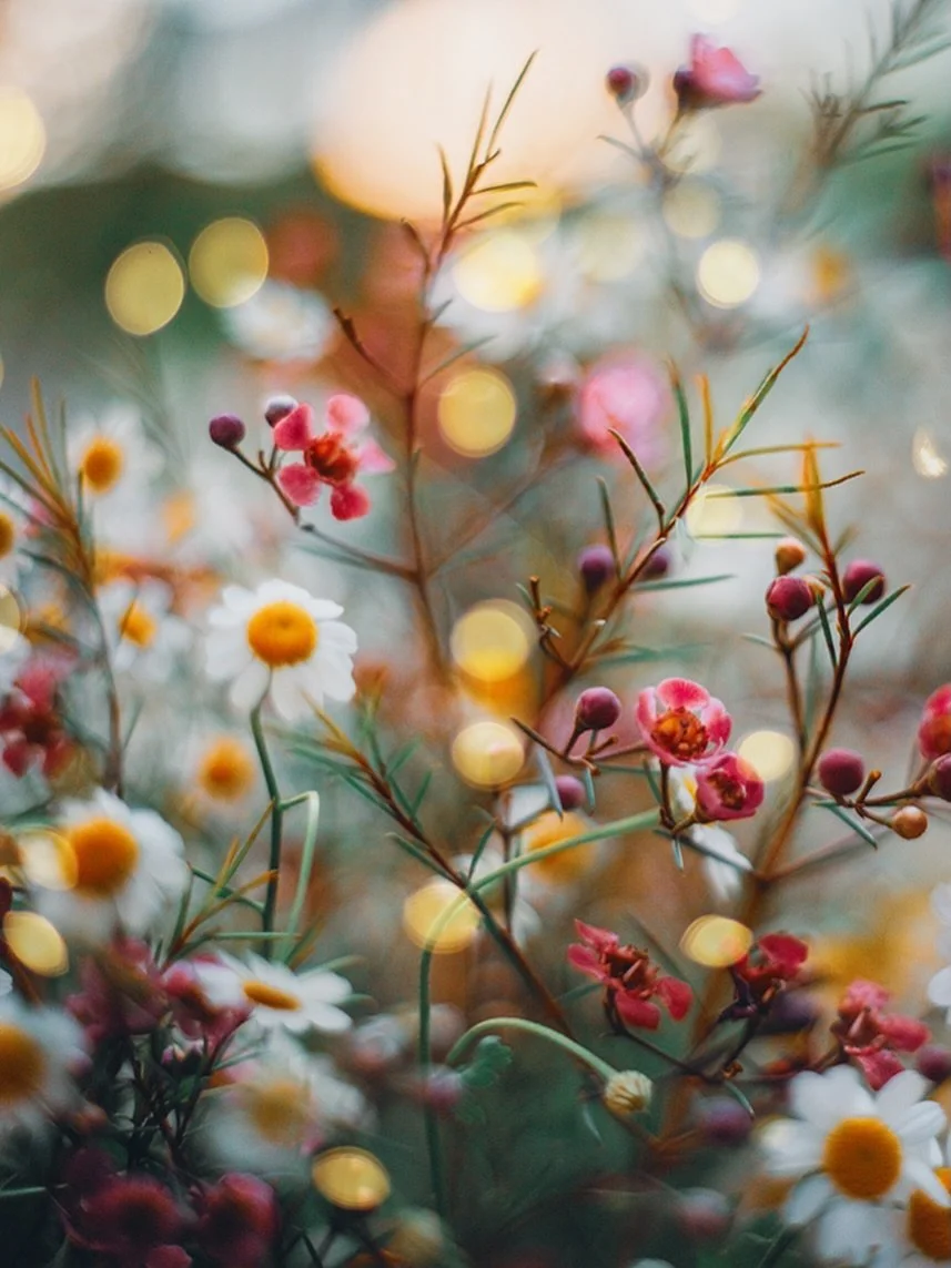 We&rsquo;re all moved in and readjusting to this house where we&rsquo;ve actually lived before, it feels weird to be back but in a way easy to be in a familiar place. 

And it&rsquo;s my son&rsquo;s 26th birthday too 🎉 

#flora_addict #flowerstagram