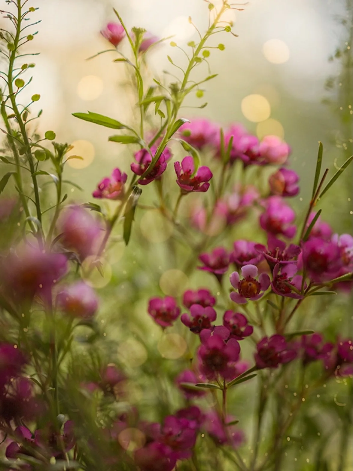 A little beauty to brighten your day 🌸✨

Happy Monday! I&rsquo;ll be here unpacking the million boxes 😅

#flora_addict #flowerstagram #flower_igers #tv_allnature 
Flower Photography | Nature | Macro | Pink flowers | Flower Garden | Botanical Photog