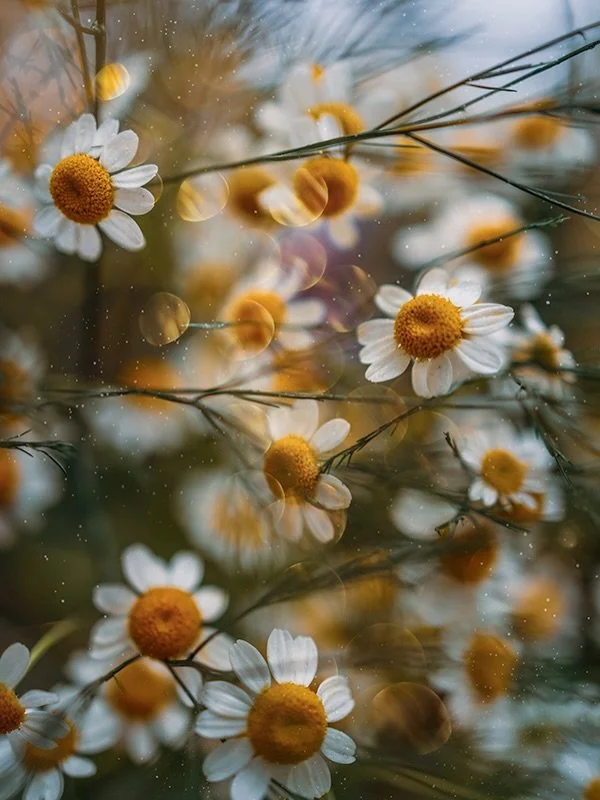 Can&rsquo;t get enough of chamomile flowers 🌼

&ldquo;I want people to see strength within themselves.&rdquo; -Te Manaia Jennings 

📸

Our community of @clickprophotographers have come together to amplify our voice as women photographers. Next up i