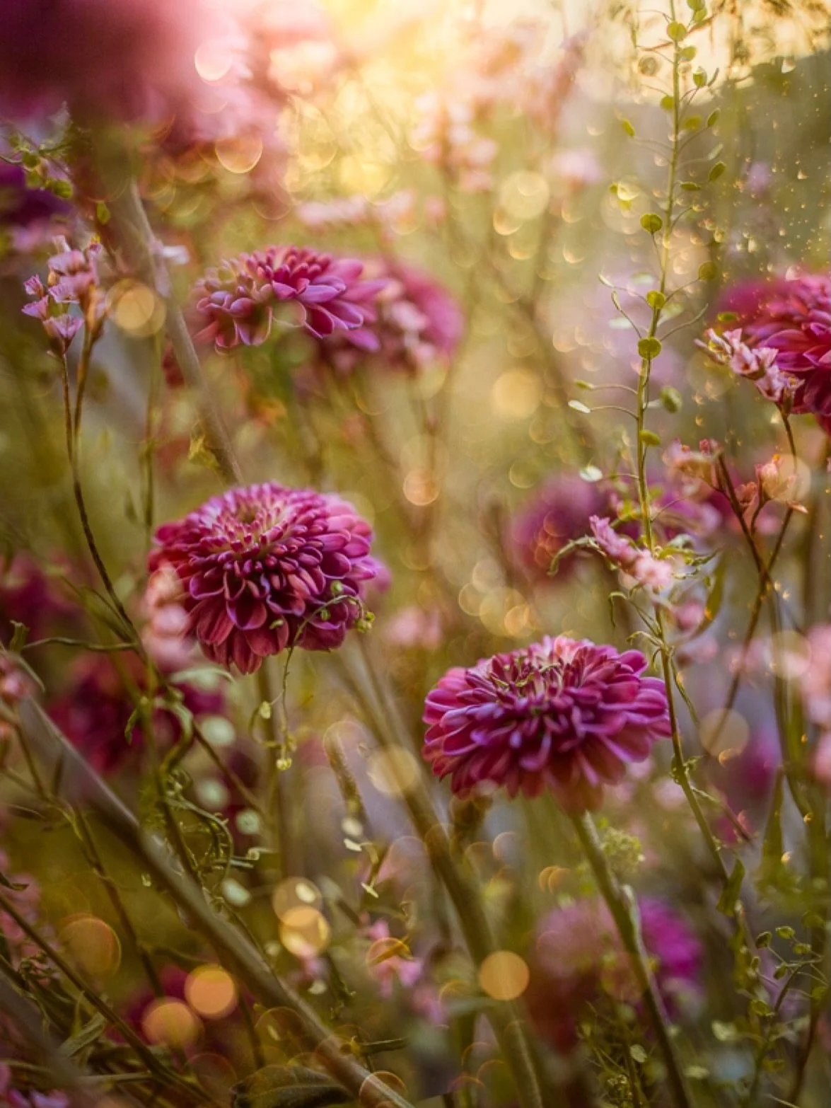A moment of stillness, just for you 🌸

Have a beautiful day friends!

✨Soft tones and glow created with my signature presets &amp; overlays (Link in bio)

#flora_addict #flowerstagram #flower_igers #tv_allnature 
Flower Photography | Nature | Macro 