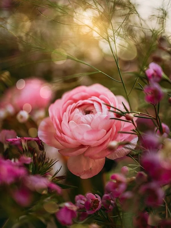 I just arrived in Mexico to spend a few weeks with my mom, I&rsquo;m happy to be celebrating Mother&rsquo;s Day with her this year. Happy Mother&rsquo;s Day 🌸🌿

#flora_addict #flowerstagram #flower_igers #tv_allnature 
Flower Photography | Nature |