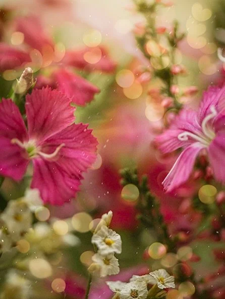 New bokeh overlay small set coming soon ✨

Happy Sunday 🌸

#flora_addict #flowerstagram #flower_igers #tv_allnature 
Flower Photography | Nature | Macro | Pink flowers | Flower Garden | Botanical Photography | Bokeh | Spring