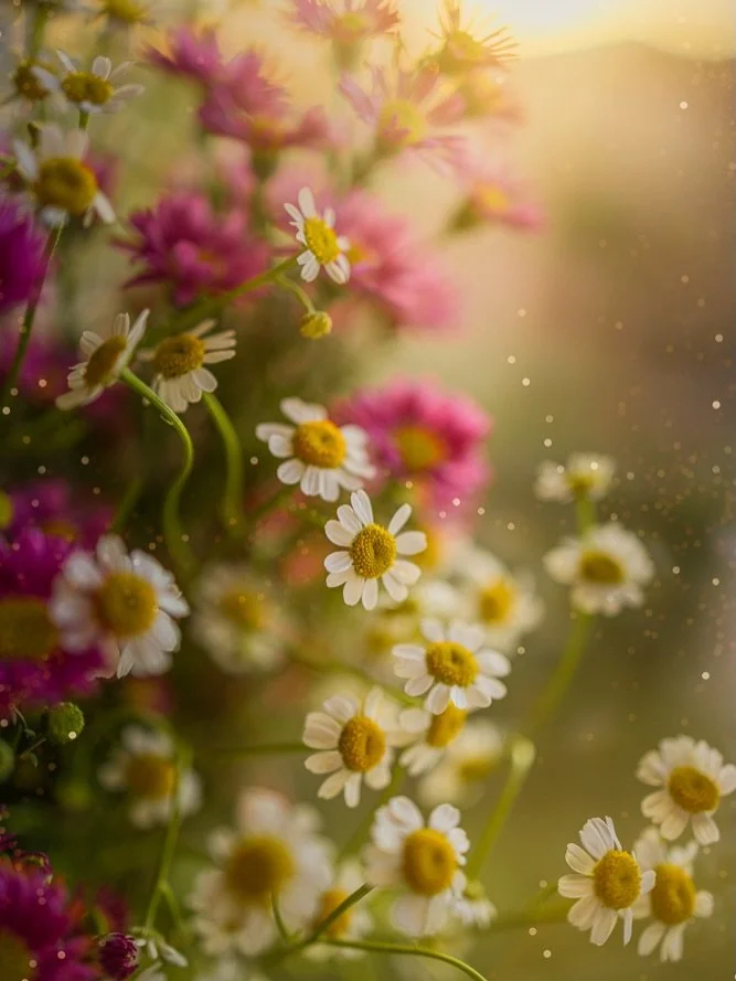 I miss this place. This year has been overwhelming and my photography has taken the backseat. I&rsquo;m looking forward to a calmer season where I can find my inner artist again. Much love 💗 

#flora_addict #flowerstagram #flower_igers #tv_allnature