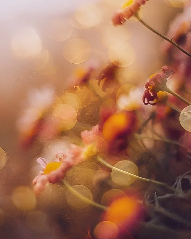 It&rsquo;s a quiet Sunday here at home, just the way I like it 😊

✨I&rsquo;m working on sample sizes of my bokeh overlays in case you want to try them out. Comment &ldquo;BOKEH&rdquo; and I&rsquo;ll send you the link once they are up.✨

Have a beaut