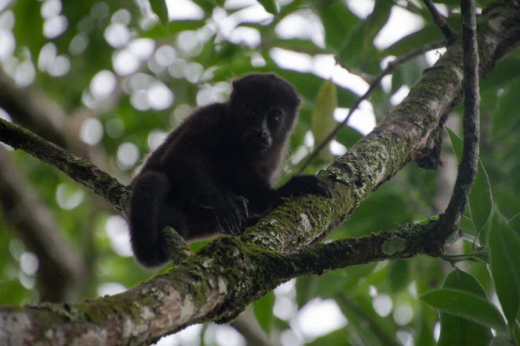 Community+Baboon+Sanctuary+-+Belize+-+Black+Howler+Monkey+-+Adam+J.+Dewey.jpg