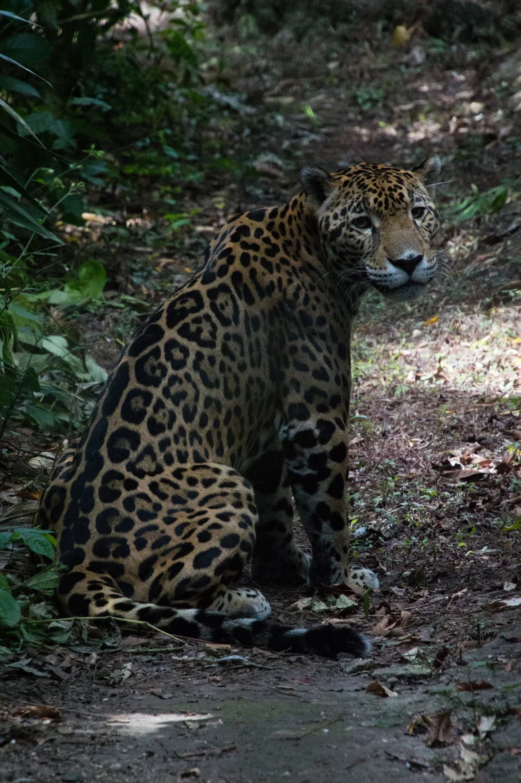 “A simple act of kindness and compassion towards a single animal may not mean anything to all creatures, but will mean everything to one.” - Paul Oxten