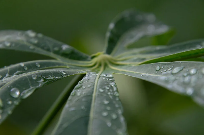 Rain droplets form on a yucca leaf.