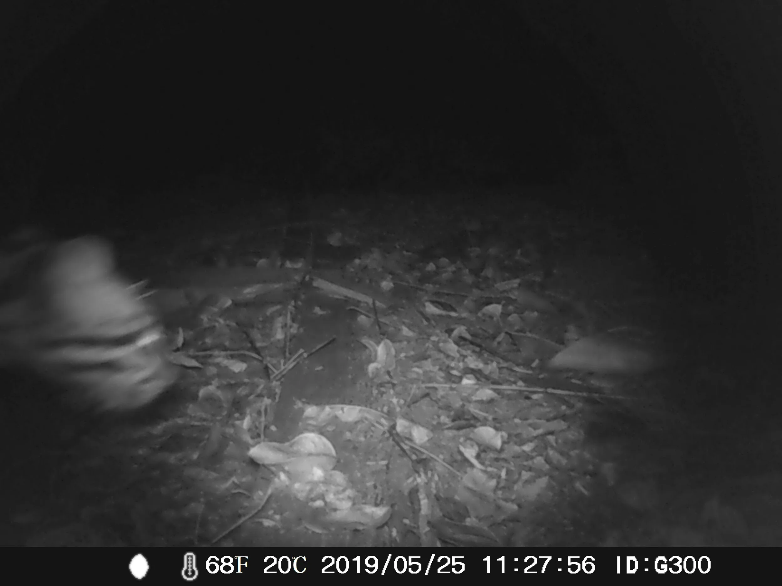 An ocelot comes into frame upon a camera trap set up within the Iwokrama International Centre’s forests.