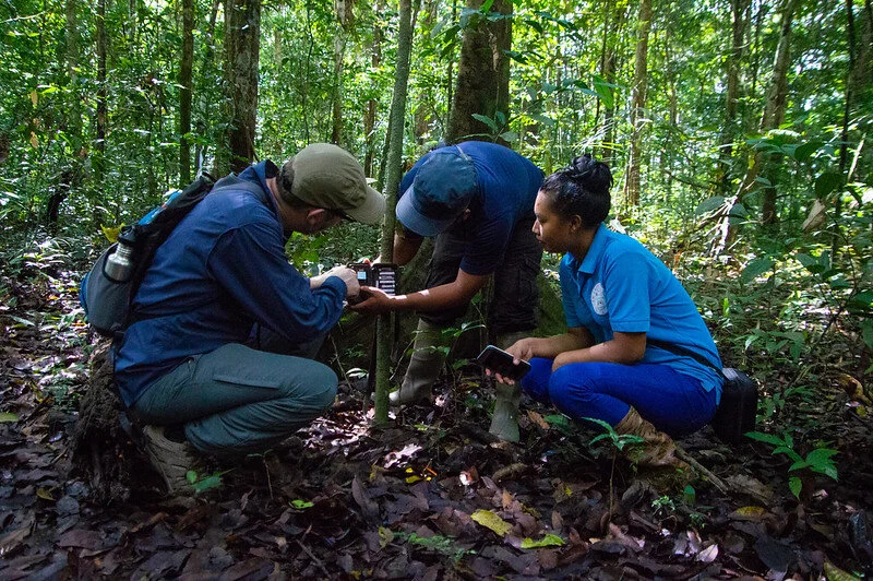 An Iwokrama International Centre park ranger sets up a camera trap with students from Miami University and the Bina Hill Institute.