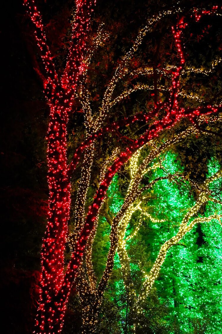 Redding+Garden+of+Lights+Turtle+Bay+McConnell+Arboretum+Botanical+Gardens+Sundial+Bridge+California+Christmas+Christmas+Festival+8.jpg?format=750w