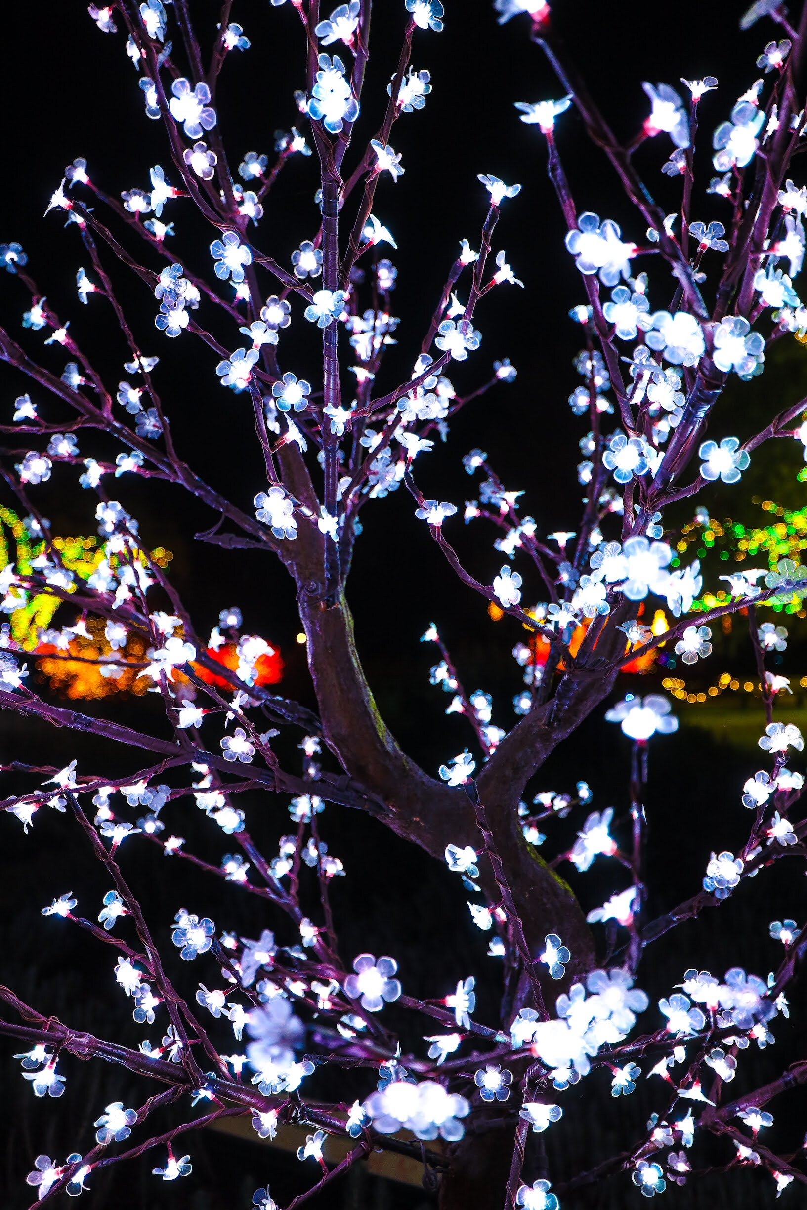 Redding Garden of Lights Turtle Bay Sundial Bridge 239.jpg