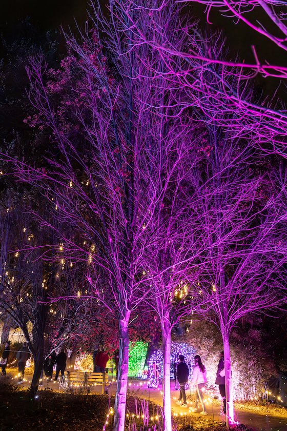 Redding Garden of Lights Turtle Bay Sundial Bridge Seth McGaha Redding California Christmas Lights45.jpg