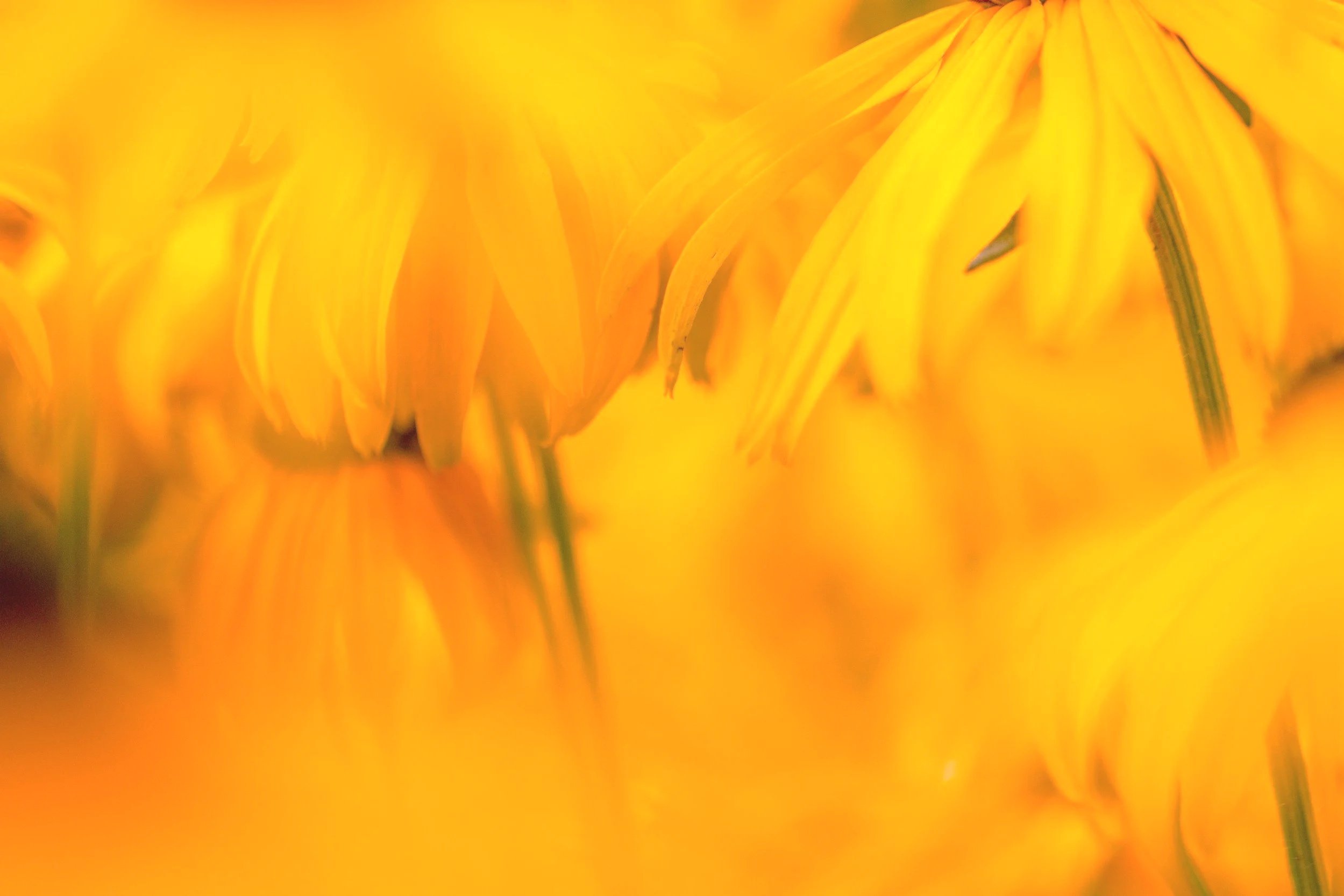 unsplash-image-g3qC5_pUACw.jpg