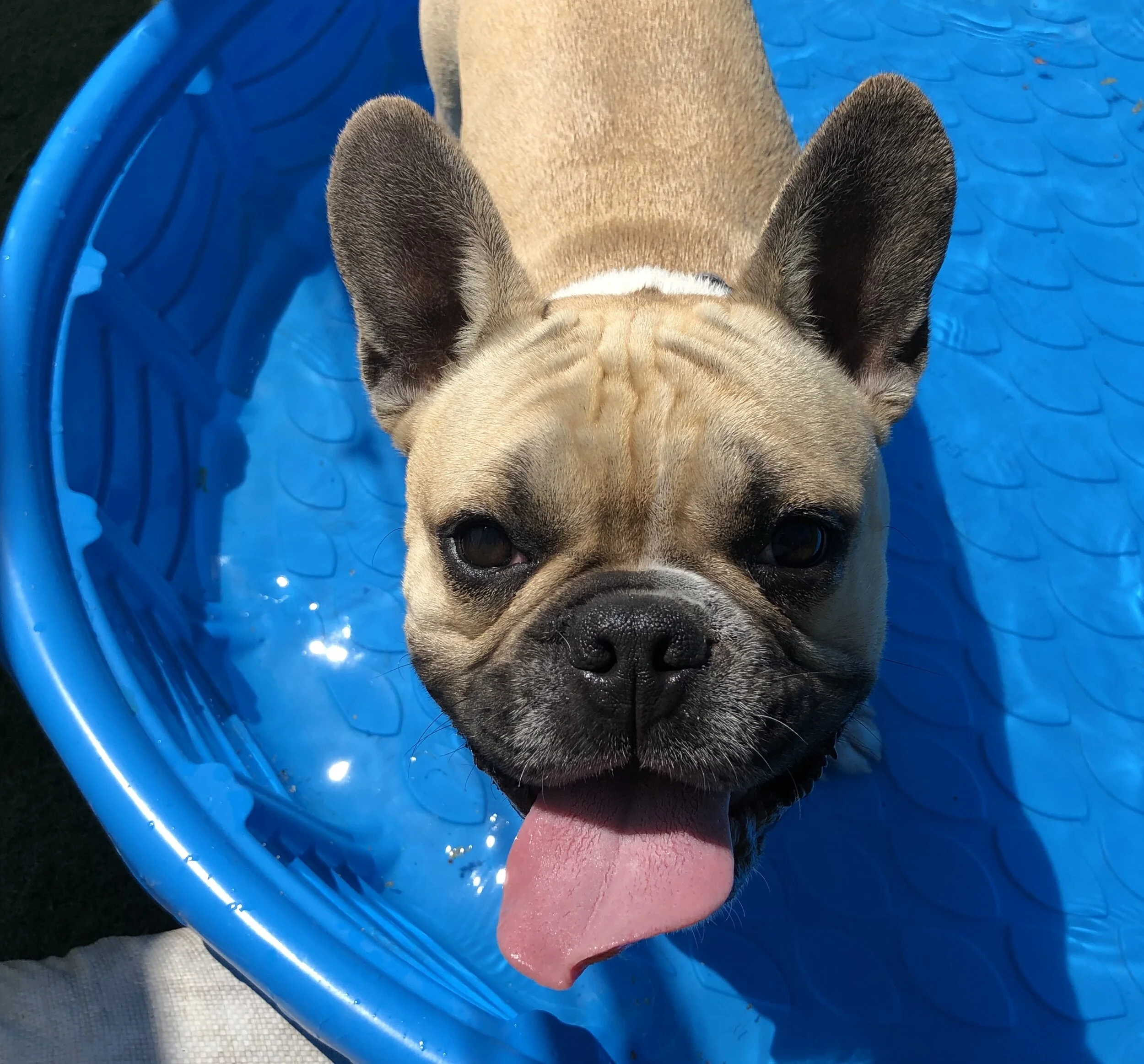 Services — The Ruff Ranch
