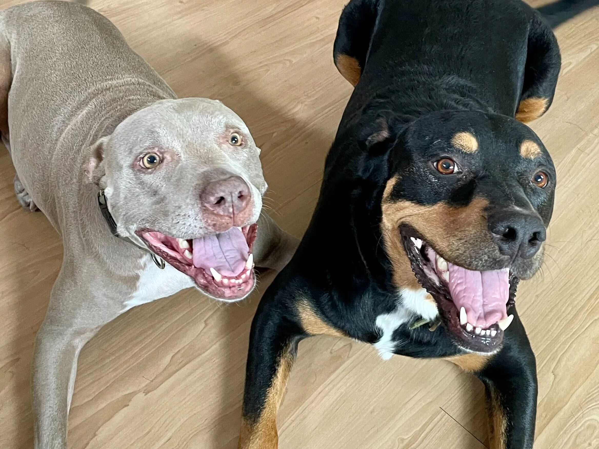 Our Team — The Ruff Ranch