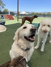 The Ruff Ranch