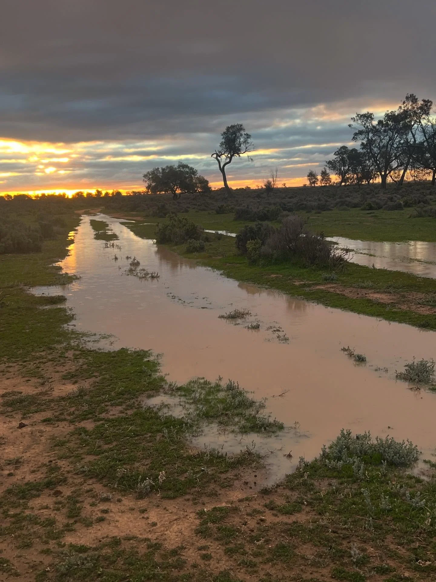 So nice to see water lying in the track ruts. Hoping friends and family in SA &amp; Vic also got a soaking 🙏🙏