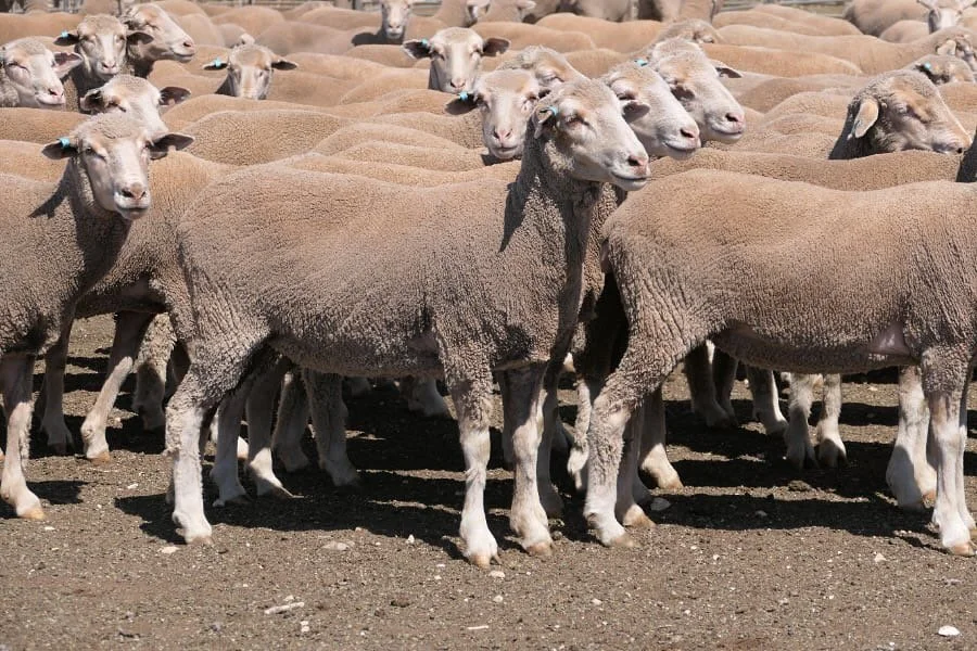 CASH/TYRINGA FAMILY bred ewes for sale. Lameroo Annual Off Shears Sale this Friday 10th October 2025.
Once again the Cash family will be offering an incredible line of Keri-Keri blood breeder ewe hoggets at this sale: 
 550 X May/June &lsquo;24 drop 