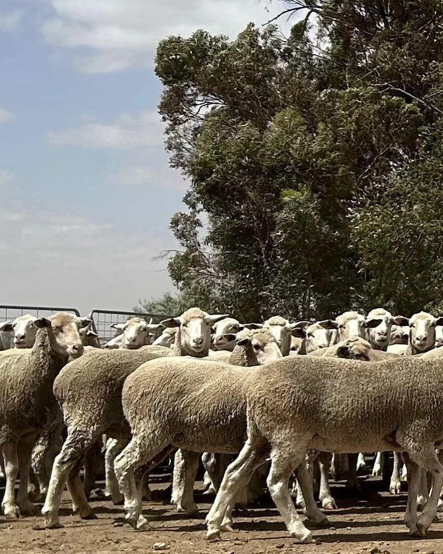 This Friday &ndash; 31st October  2025. 
The Elders Wycheproof Annual Spring Store Sheep Sale will commence at 12.30pm (Vic).
At this sale the Hall family will be offering the following Keri-Keri/Glenwood blood ewes:
 300 X April/May 2024 drop ewes
(