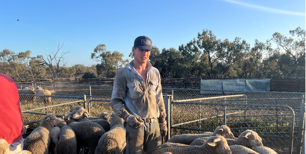 August &amp; September - Lamb marking.