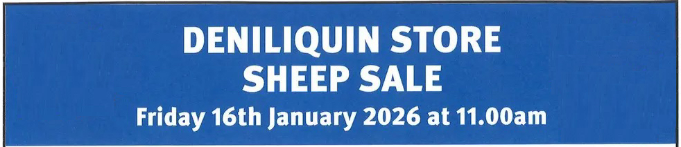 Photos &amp; details of Keri-Keri sheep that will be in the Deniliquin Sale. Friday, 16th January 2026.